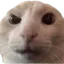 SussyCat