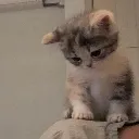 catt_sadd Discord Emoji