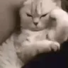 CIthinkingcat CIthinkingcat