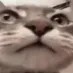 CIcatstare CIcatstare