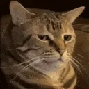 CatBruh