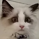 concerncat
