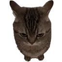 thecatthecatthecat