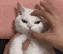 CatAngy