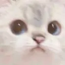 white_catwat Discord Emoji