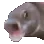 zpog