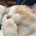 pankoSilly