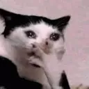 catshoked
