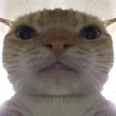 Goobercat