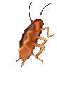 Dancing Roach dancingroach Discord Emoji
