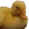 DuckShake DuckShake
