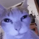 thisweirdcat Discord Emoji