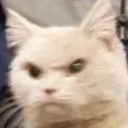 AngryCat Discord Emoji