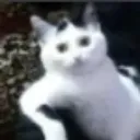 DC_cat_mad DC_cat_mad
