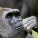 deep_monke