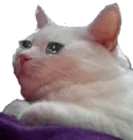 catcry