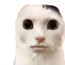 blankstare