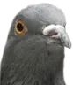 3514pigeon