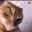 cat_sus