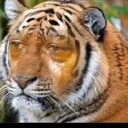 tiger_sad