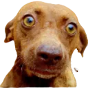dogstare