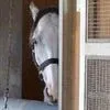 horsememes