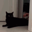 HBI_catreturn Discord Emoji