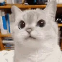 DC_ACatNoNoNo