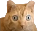 CatConfused