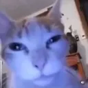 catsquint