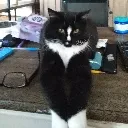 catto