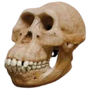 skull_ape