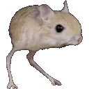 ratspin