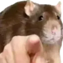 NoMaidens