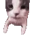 catkissfast