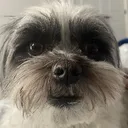 mocha