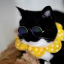 CIbigboobscool CIbigboobscool