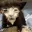 kitten_omg