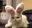 cat_bunny