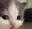 cat_look_at_you