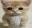 kitten