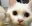 cat_kissing