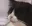 cat_smoking