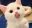 kitten_yum