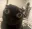 cat_shoked