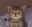 kitten_suspicious