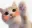 cat_wave