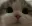 kitten_cute