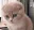 kitten_crying