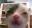 kitten_sus